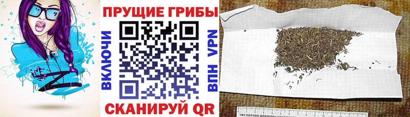 Купить где  Болхов  Галлюциногенные грибы мицелий 